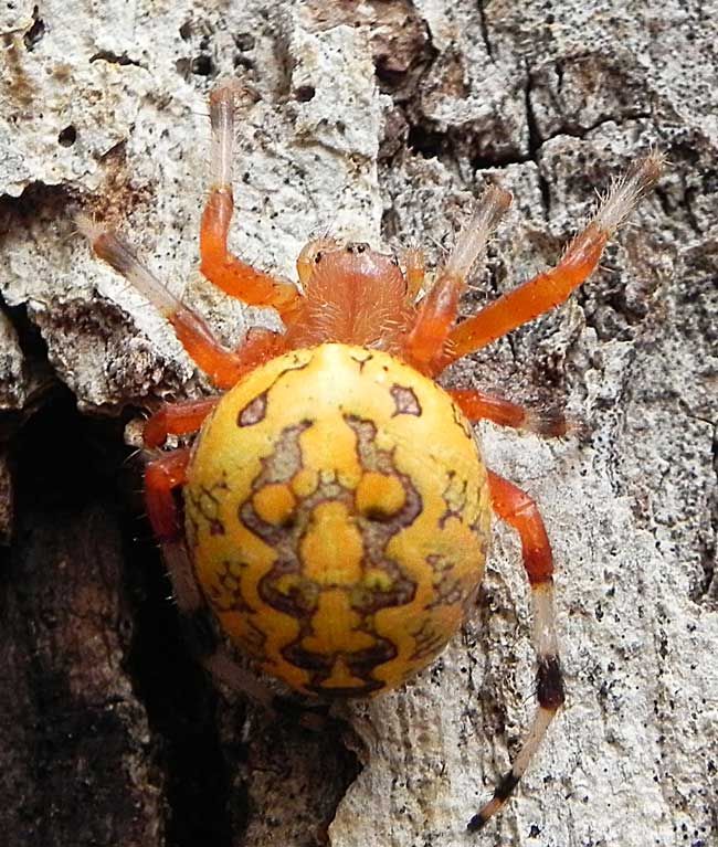 PumpkinTatArachnid082911.jpg
