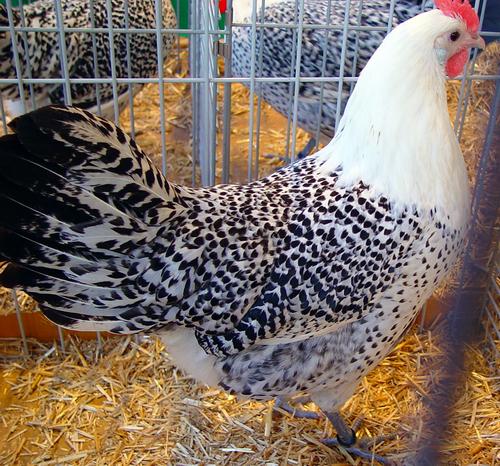 Groninger_Meeuw_Zilverpel_Hen.JPG