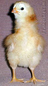 BuckeyeChickFront.JPEG