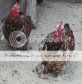 EasterBDChicks112.jpg