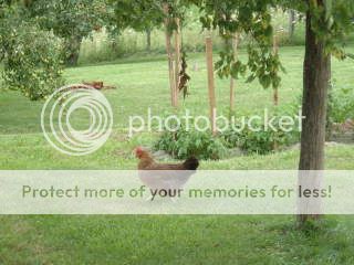 Copy2offromthefarm7-24-08010.jpg