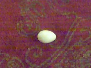 egg.jpg