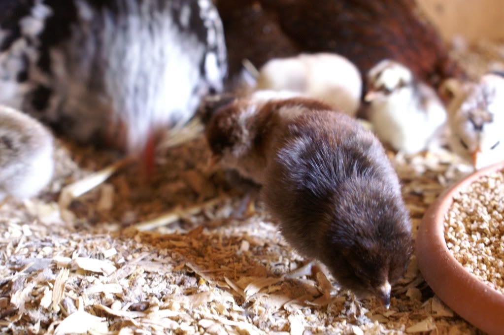 mychickens076.jpg