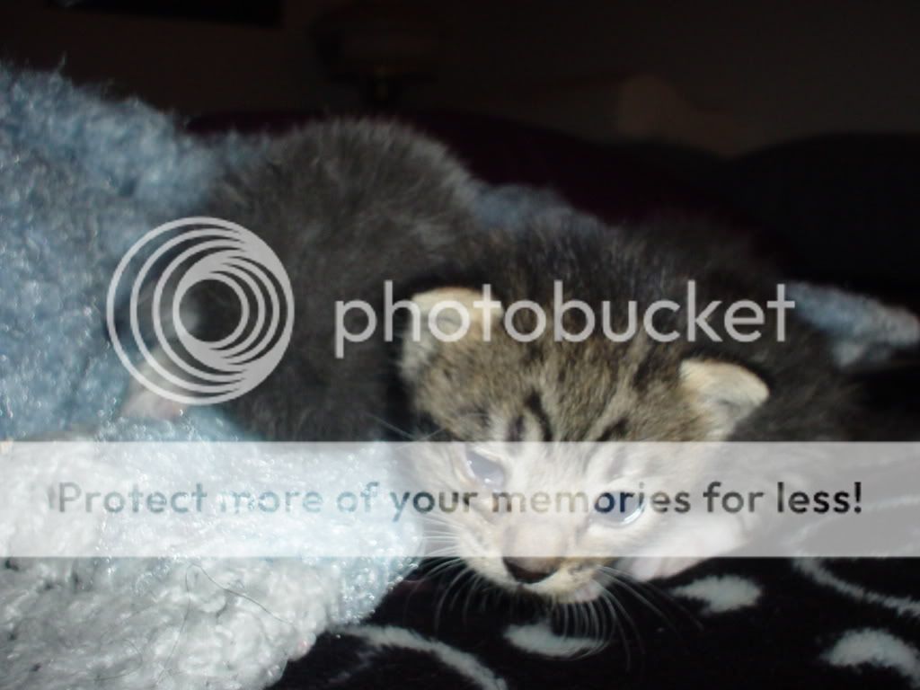 puppypics031.jpg