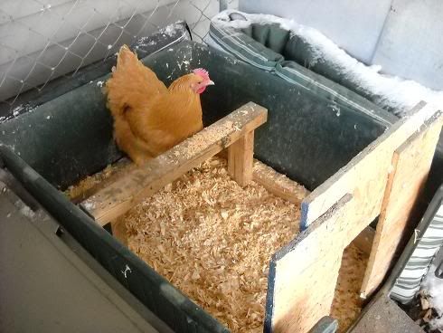 chix2.jpg