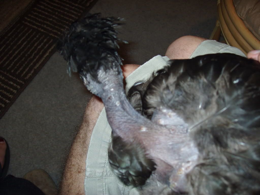 Giblet004.jpg