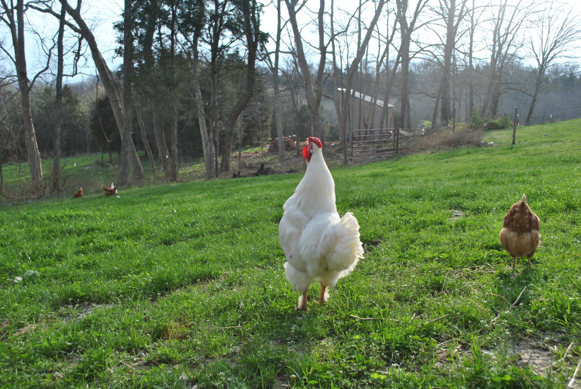 900x900px-LL-18618bff_DSC_1220.jpeg