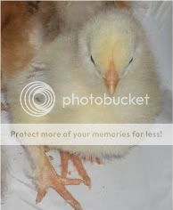 chickencoop039-1.jpg