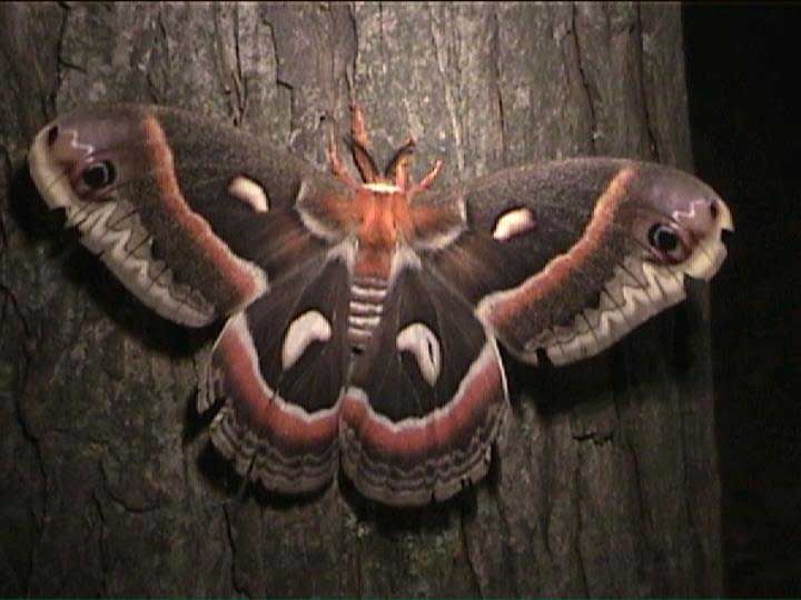 Cecropia0796.jpg