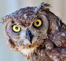 chicken-predators-owl.jpg