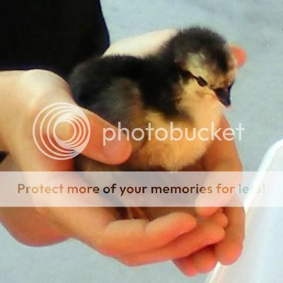 chick3.jpg