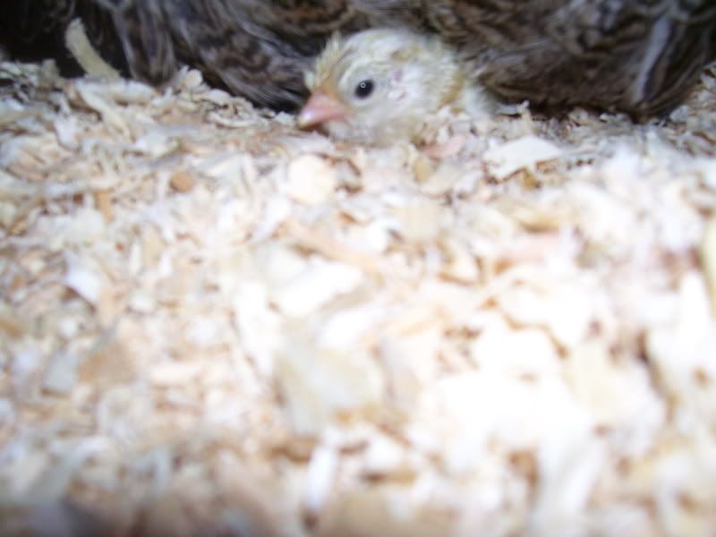 chicks1-8-09011.jpg