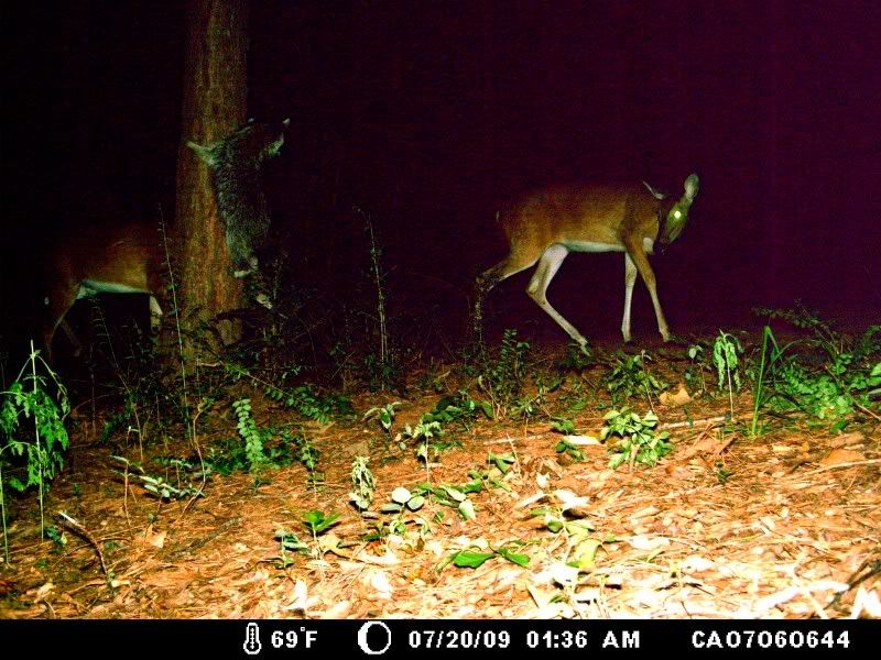 DeerJuly20087.jpg