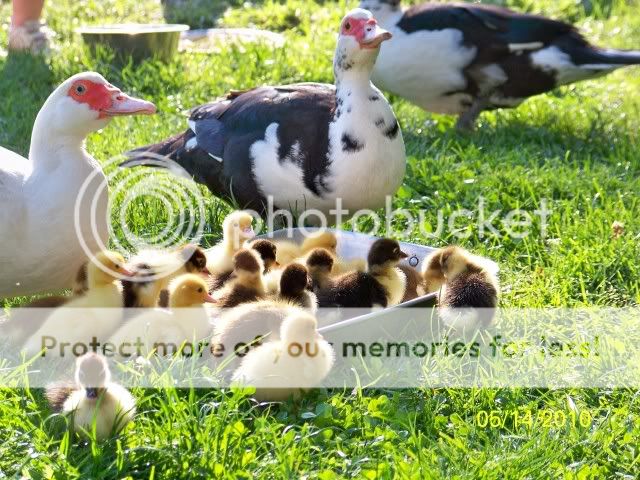 100_1727.jpg