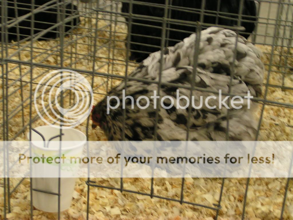 PICT0391.jpg