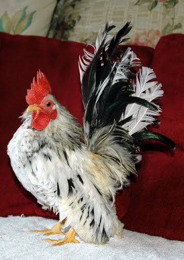 Elvis7.jpg