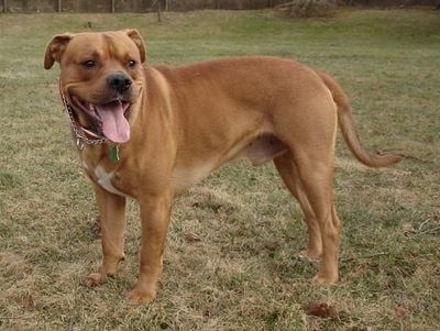 AmericanBulladorBulldogLabradorRetrieverMixHybridDogHector.JPG