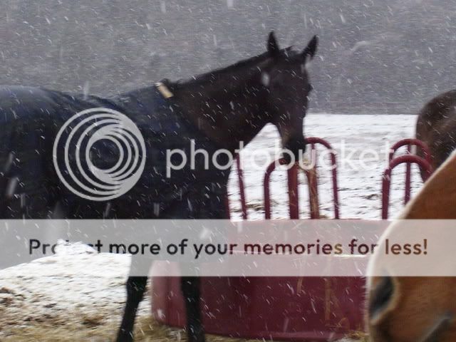 snow08013.jpg