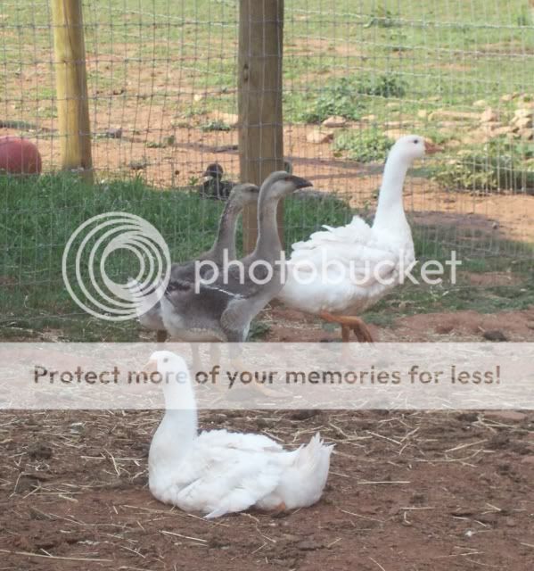 Geese20080801_8b.jpg