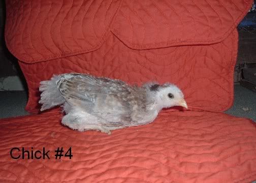 Ameraucanas007.jpg