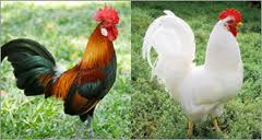 junglefowl-and-leghorn.jpg