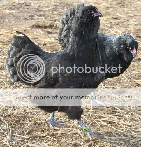2BlackAmeraucanaGirls.jpg