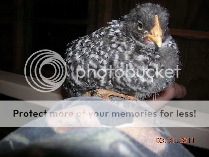 chickens13.jpg