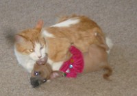 rosey1.jpg