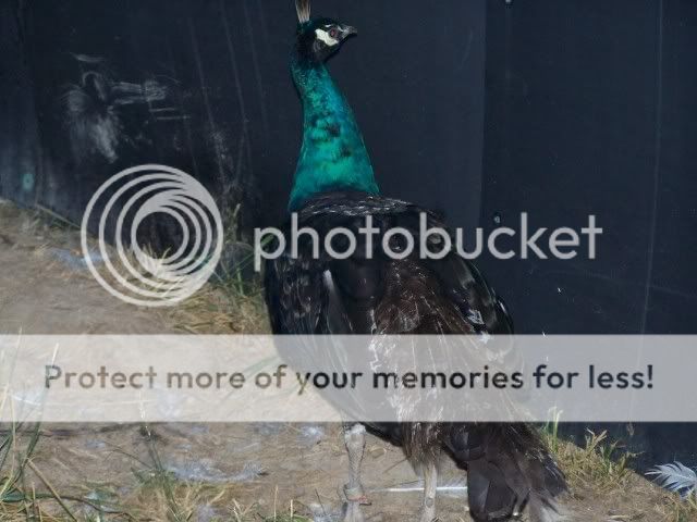peafowl081.jpg