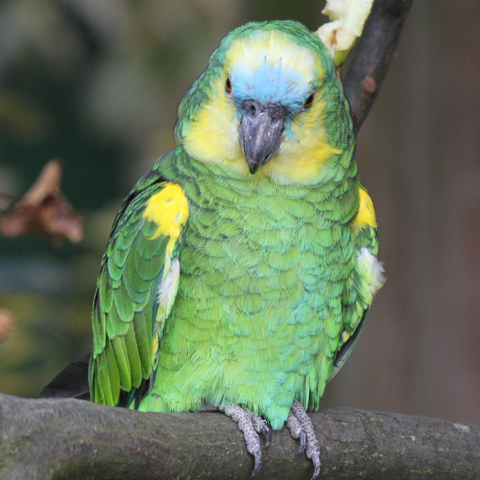 Blue-fronted Amazon