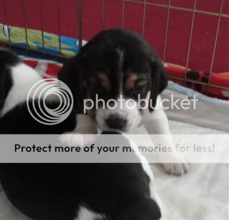 puppy4Brawnyboy3weeks.jpg