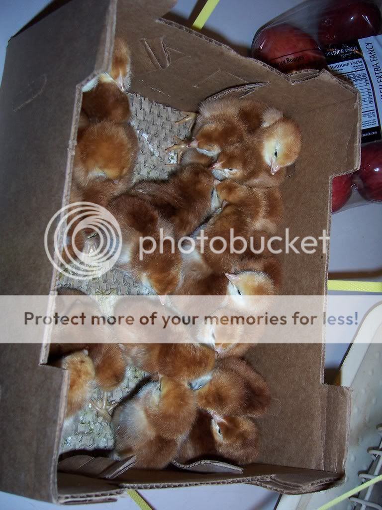 NewChicks001.jpg