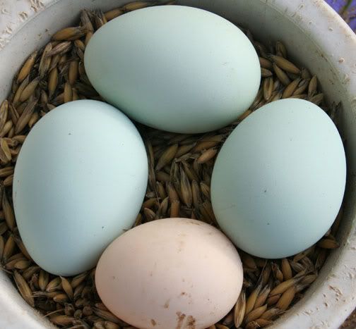 eggs1.jpg