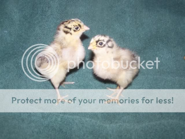 Orderhatched007.jpg