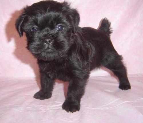8793_Affenpinscher_Puppies.jpg