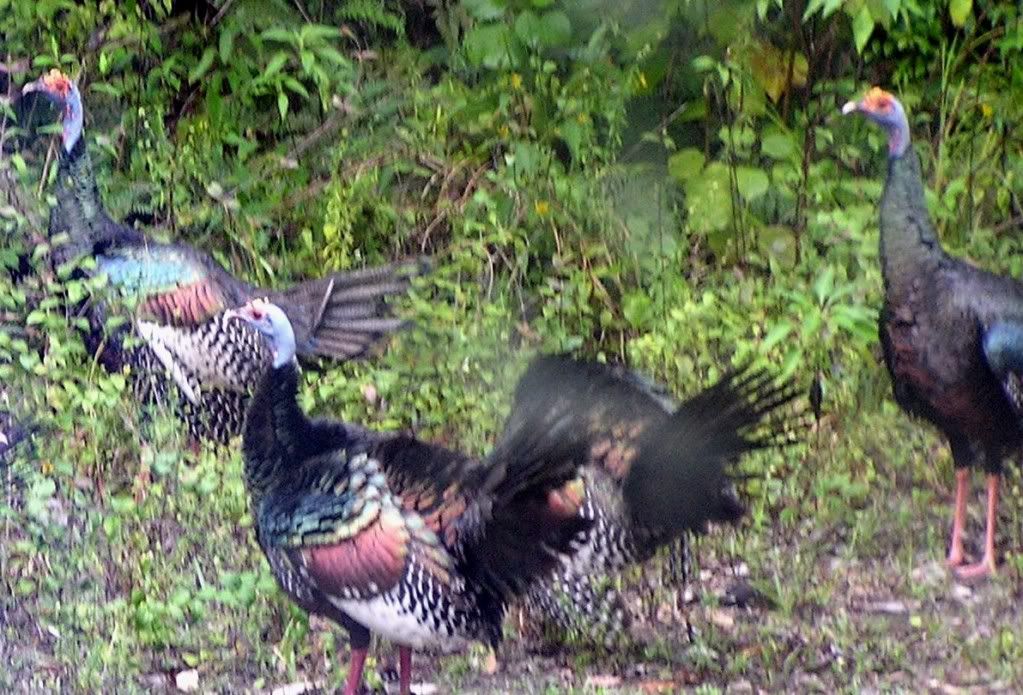 groupofAgriocharisturkey.jpg