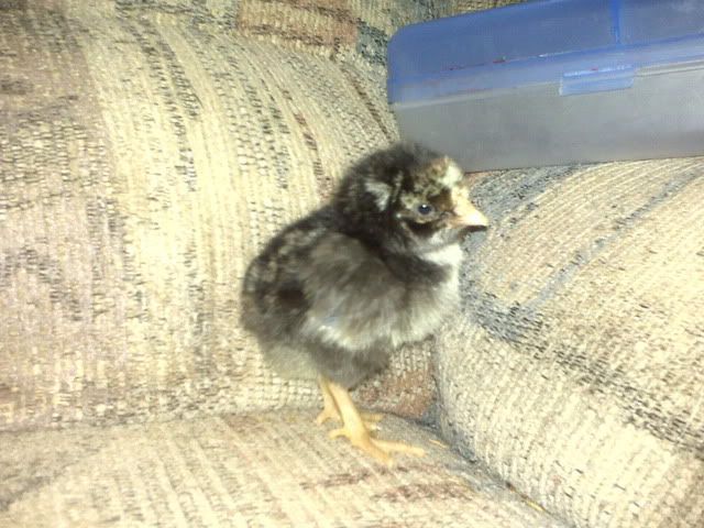 chick2.jpg