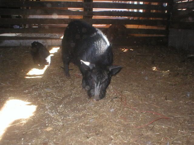 PigPig.jpg