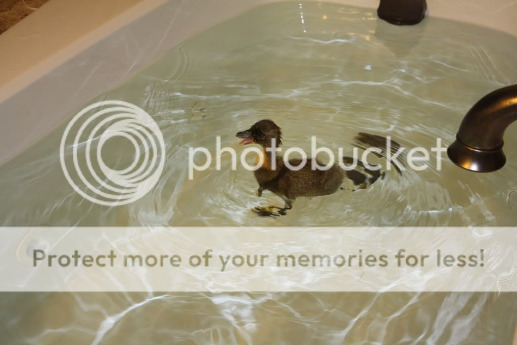 dogsandducks030.jpg
