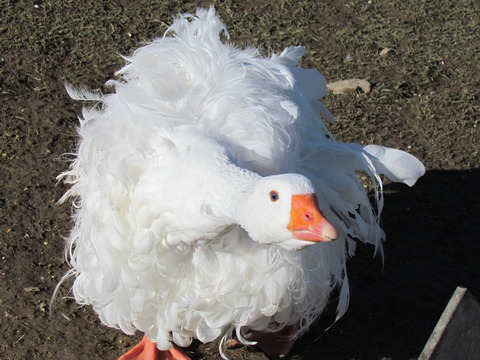 sebastopol_goose.jpg