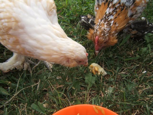 chickens008.jpg