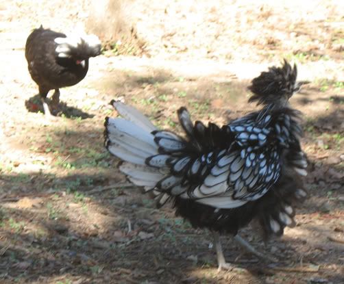 chicks010.jpg