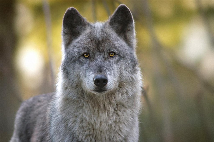 siri_female_gray_wolf.jpg