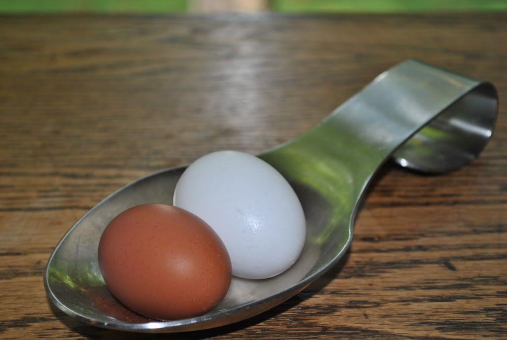 Egg054.jpg