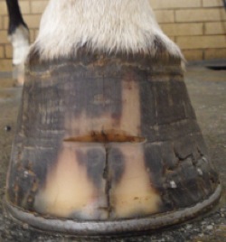 hoof_crack_post.jpg