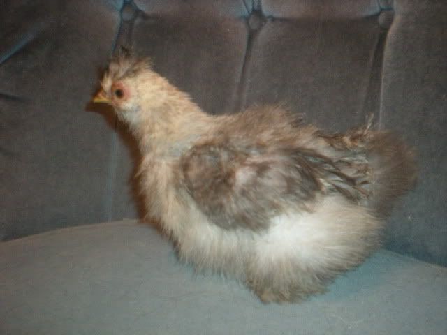 DSCN1303.jpg