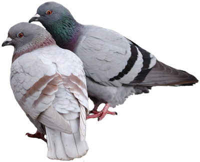Mumtaztic Pigeon Loft - Ash-red Ratio In Feral Pigeons