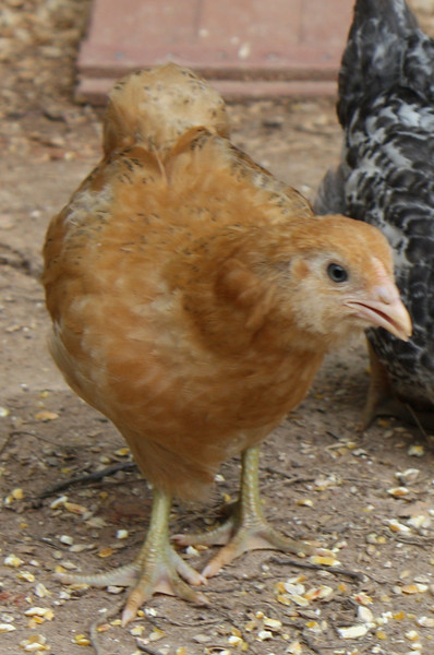 1132705744_pNSJB-L-1.jpg