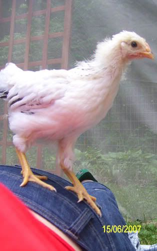 chickenonbutt.jpg