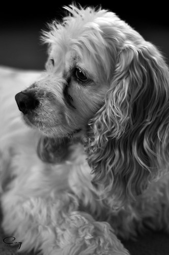 3680211340_a366f1b233.jpg